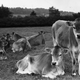 “So it’s like this but with a funny caption below the black-and-white cows?”